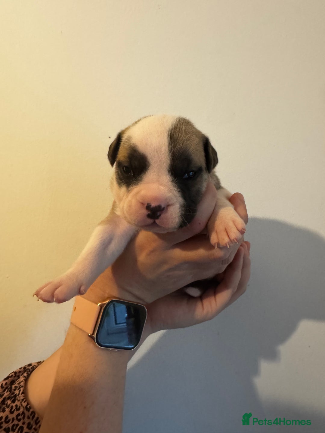 Dorset Olde Tyme Bulldogge dogs for sale: Olde tyme bulldogge puppies - Image 8