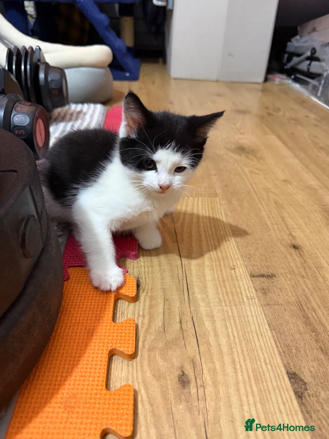 Mixed Breed cats for sale: 2 beautiful kittens for sale . Cat for sale  in Bromley - Advert 2