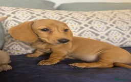 Miniature Dachshund dogs for sale: 🐶 Miniature Smooth Haired Dachshunds. KC REG. 🐶  - Image 18