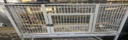 Conures birds for sale: Pineapple conure for sale in Swadlincote - Advert 8