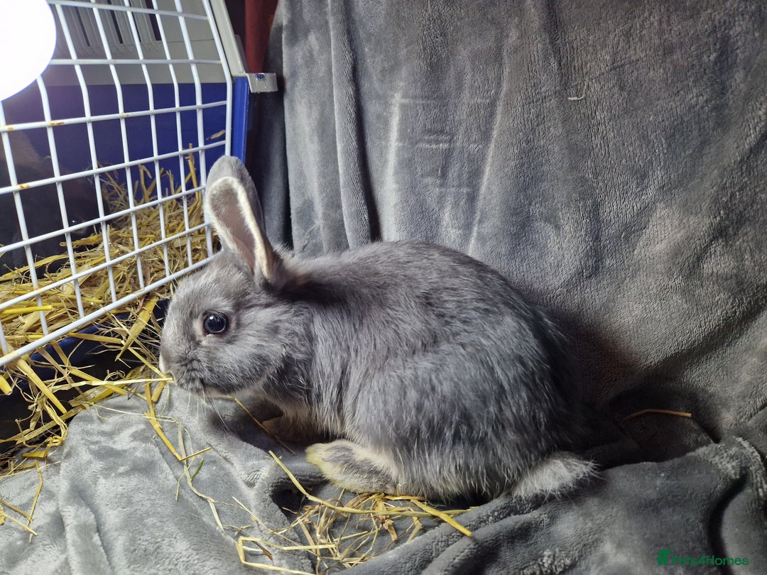 Mixed Breed rabbits for sale: Handsome young lilac otter bunny boy - Image 7