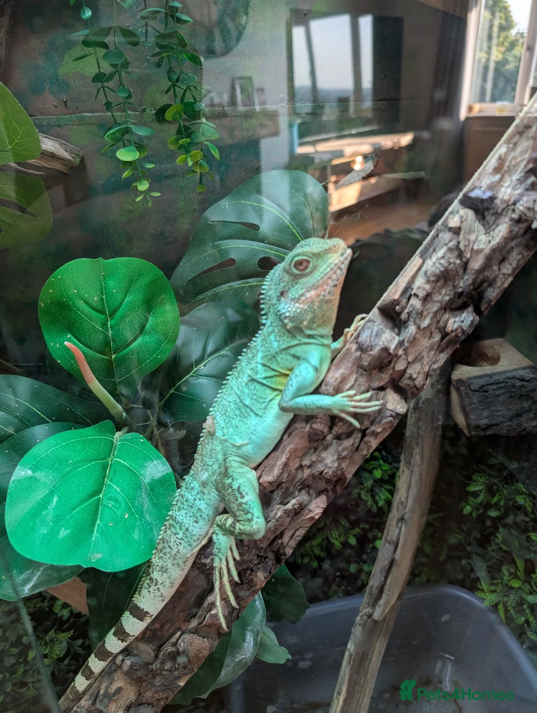 Lizard reptiles for sale: Water dragon and enclosure hand build  - Advert 1