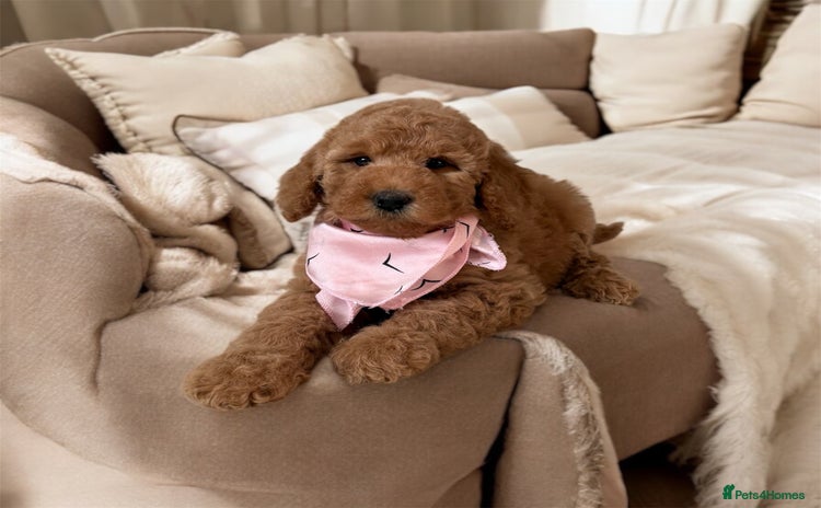 Australian Labradoodle dogs - Advert 1