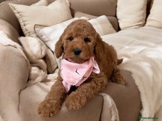 Australian Labradoodle dogs - Advert 28