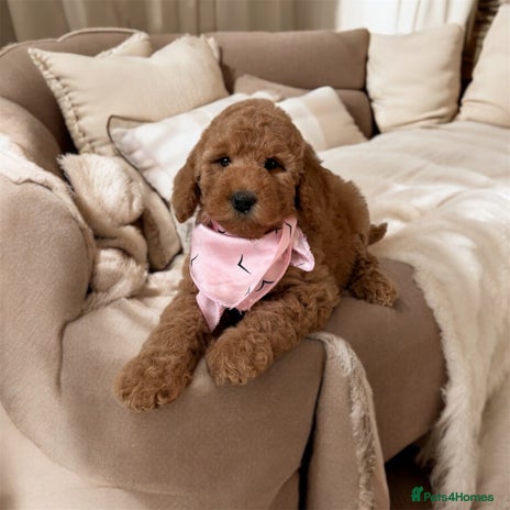 Australian Labradoodle dogs - Advert 1