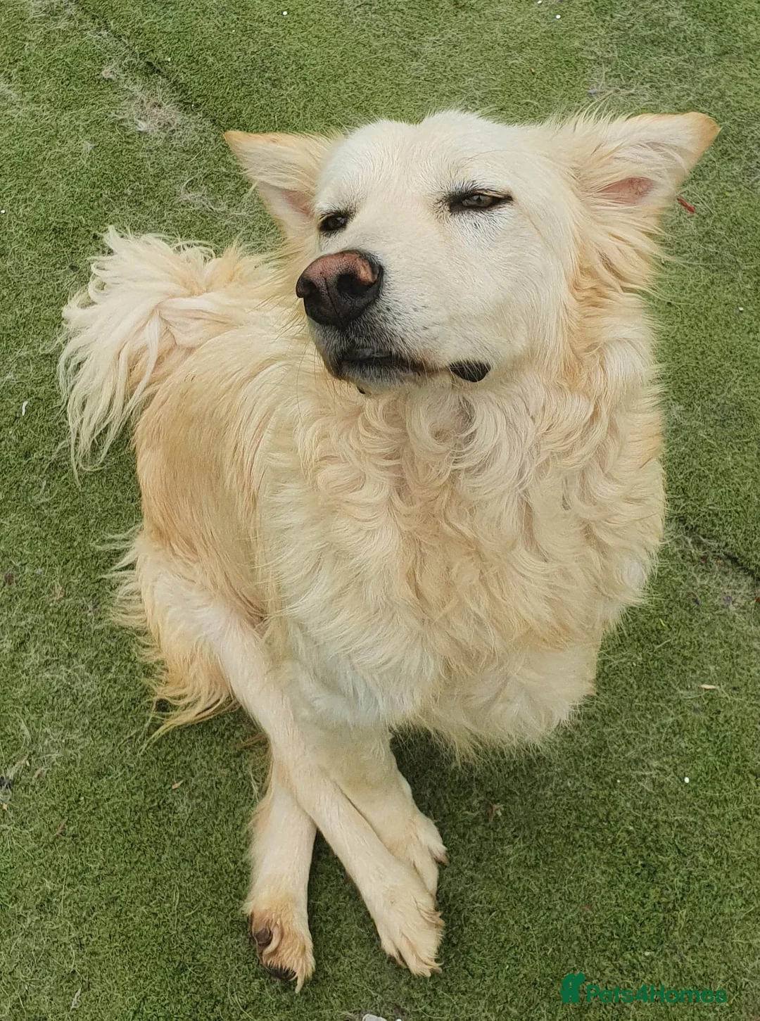 Mixed Breed dogs for adoption: Travis is looking for his perfect family x in Ayr - Advert 5