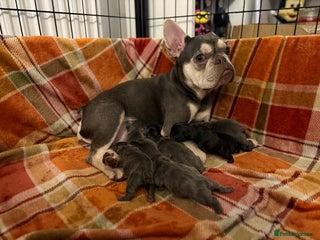 French Bulldog dogs ✨Stunning Pedigree French Bulldog Puppies✨ - Advert 18