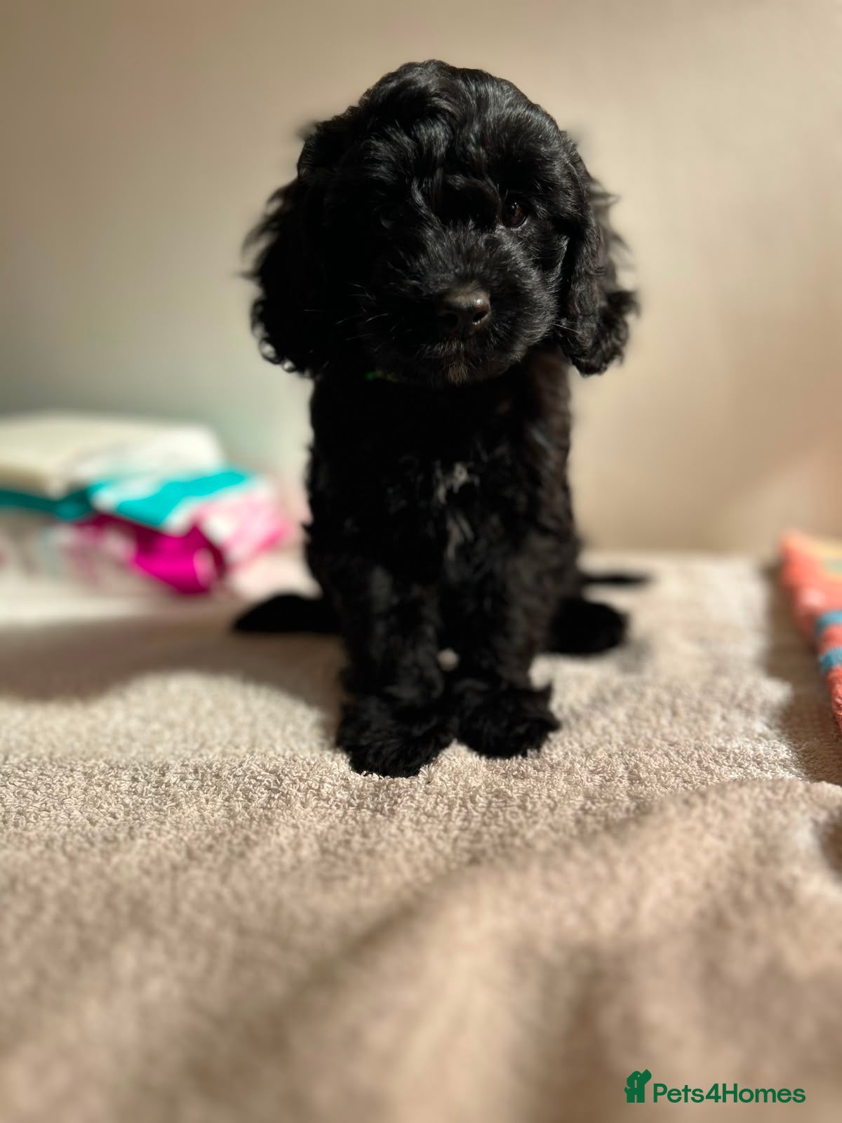 Cavapoo dogs ⭐️ready to leave 4 Stunning black cavapoos⭐️ - Advert 5