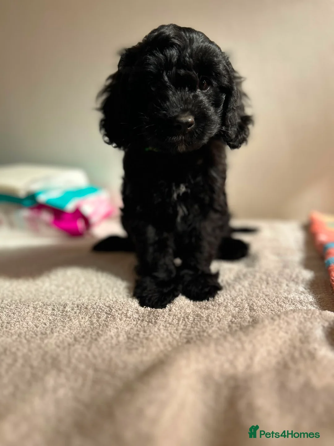 Cavapoo dogs for sale: ⭐️4 Stunning little black cavapoos⭐️ - Advert 2