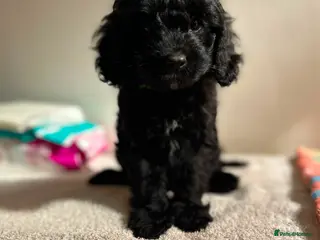 Cavapoo dogs ⭐️ready to leave 4 Stunning black cavapoos⭐️ - Advert 5