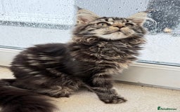 Maine Coon cats for sale: Outstanding pedigree kittens ready to leave - Image 12