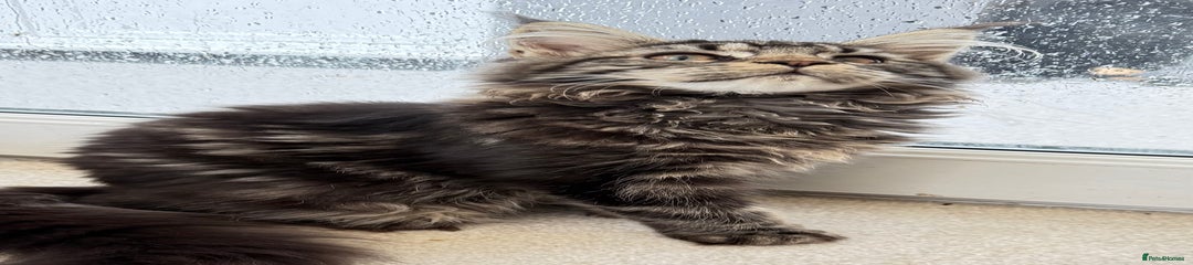 Maine Coon Kitten 7