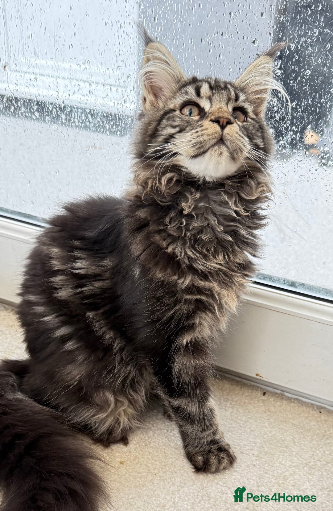 Maine Coon cats for sale: Outstanding pedigree kittens ready to leave - Image 12