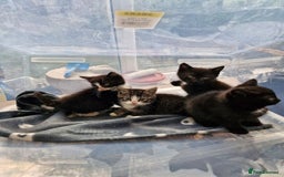 British Shorthair cats for sale: Kittens for sale - Image 1