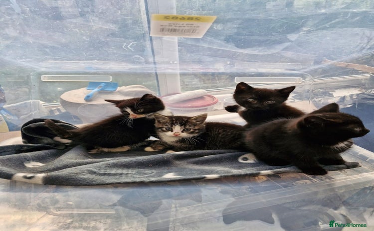 British Shorthair cats - Advert 9