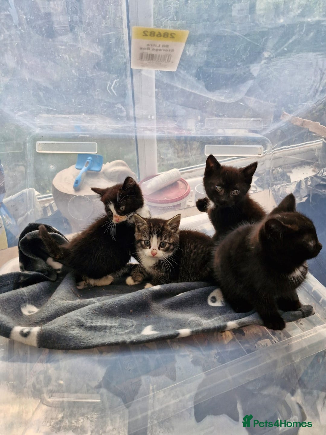 British Shorthair cats for sale: Kittens for sale - Image 1