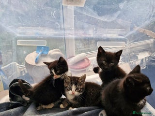 British Shorthair cats - Advert 5