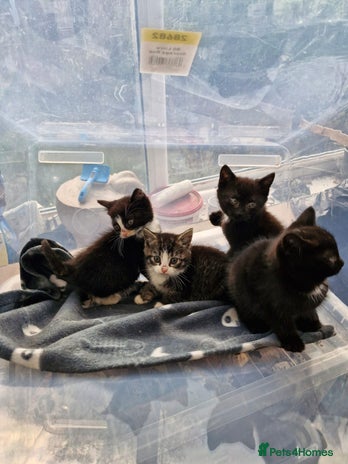 British Shorthair cats - Advert 4