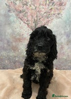 Cockapoo dogs - Advert 10