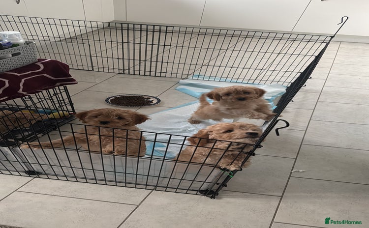 Cavapoo dogs - Advert 16