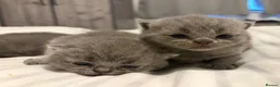 British Shorthair cats for sale: British shorthair kittens💛 - Advert 11