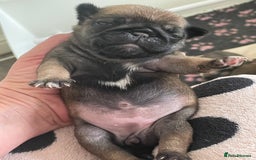 Pug dogs for sale:  Deep apricot multi champion pedigree pug puppies  in Bolton - Image 23