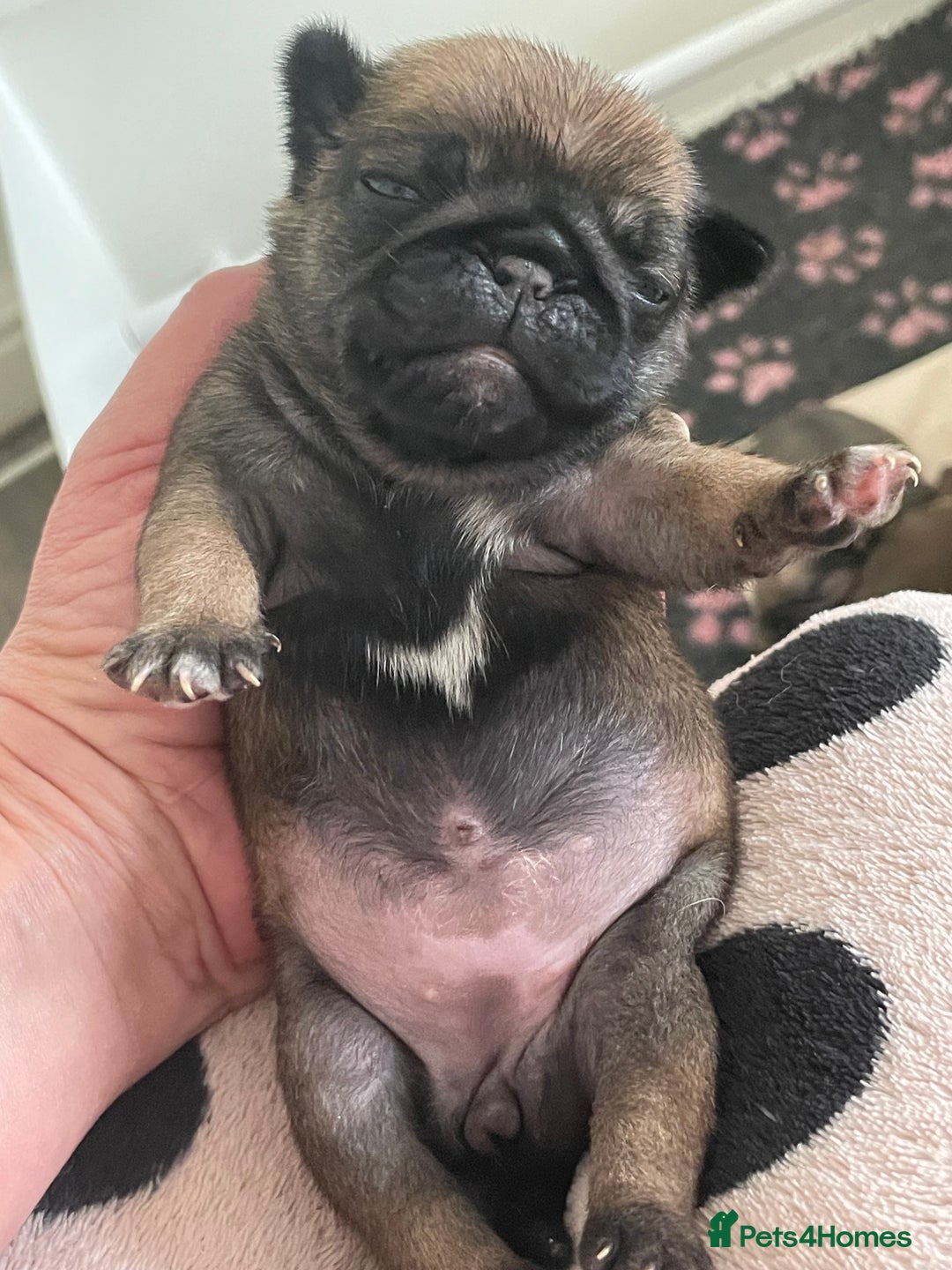Pug dogs for sale:  Deep apricot multi champion pedigree pug puppies  in Bolton - Image 23