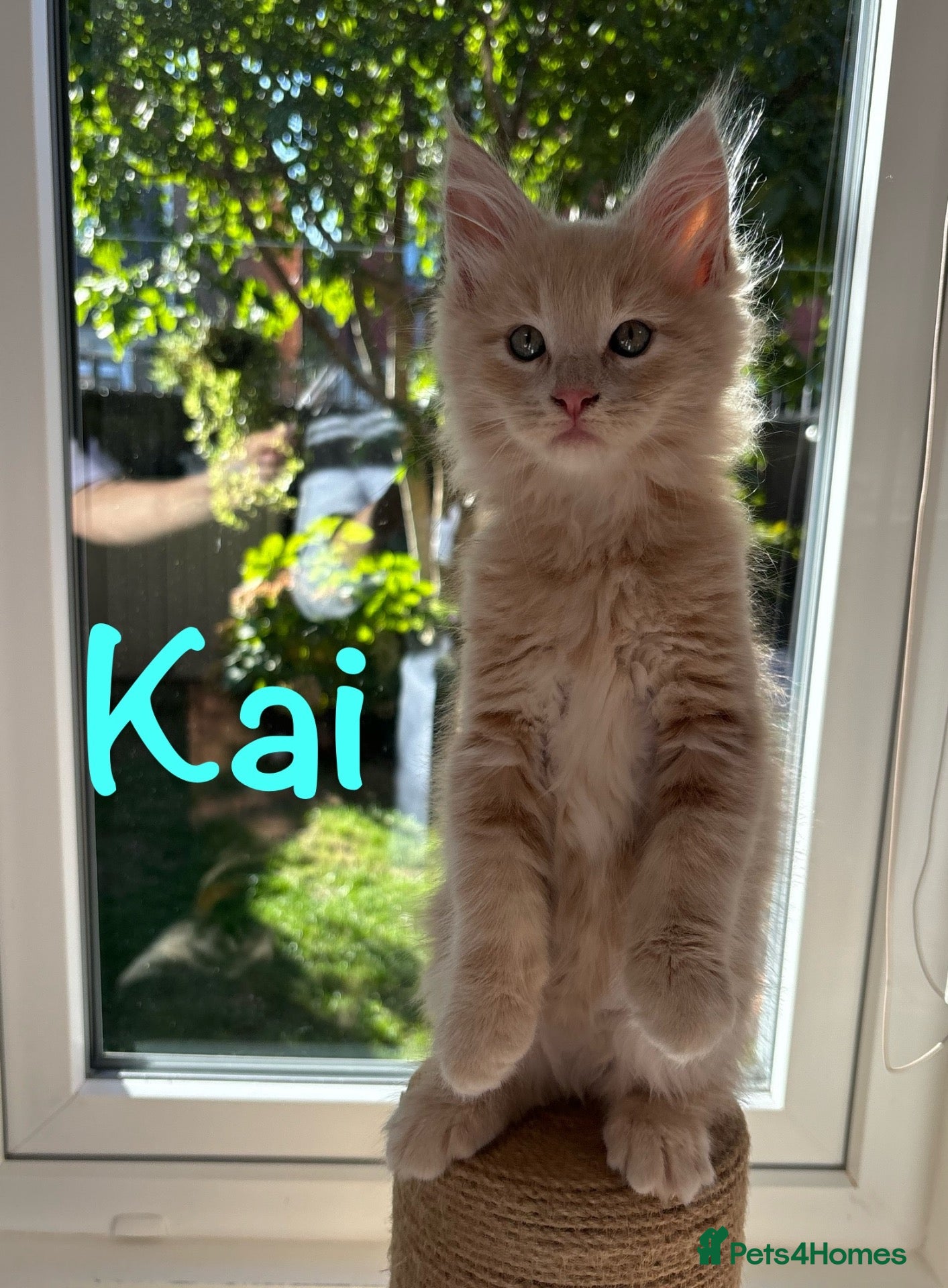 Maine Coon cats Beautiful Maine Coon Kittens-Ready Soon - Advert 2
