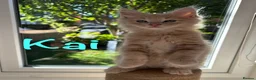 Maine Coon cats for sale: Beautiful Maine Coon Kittens-Ready Soon - Advert 4