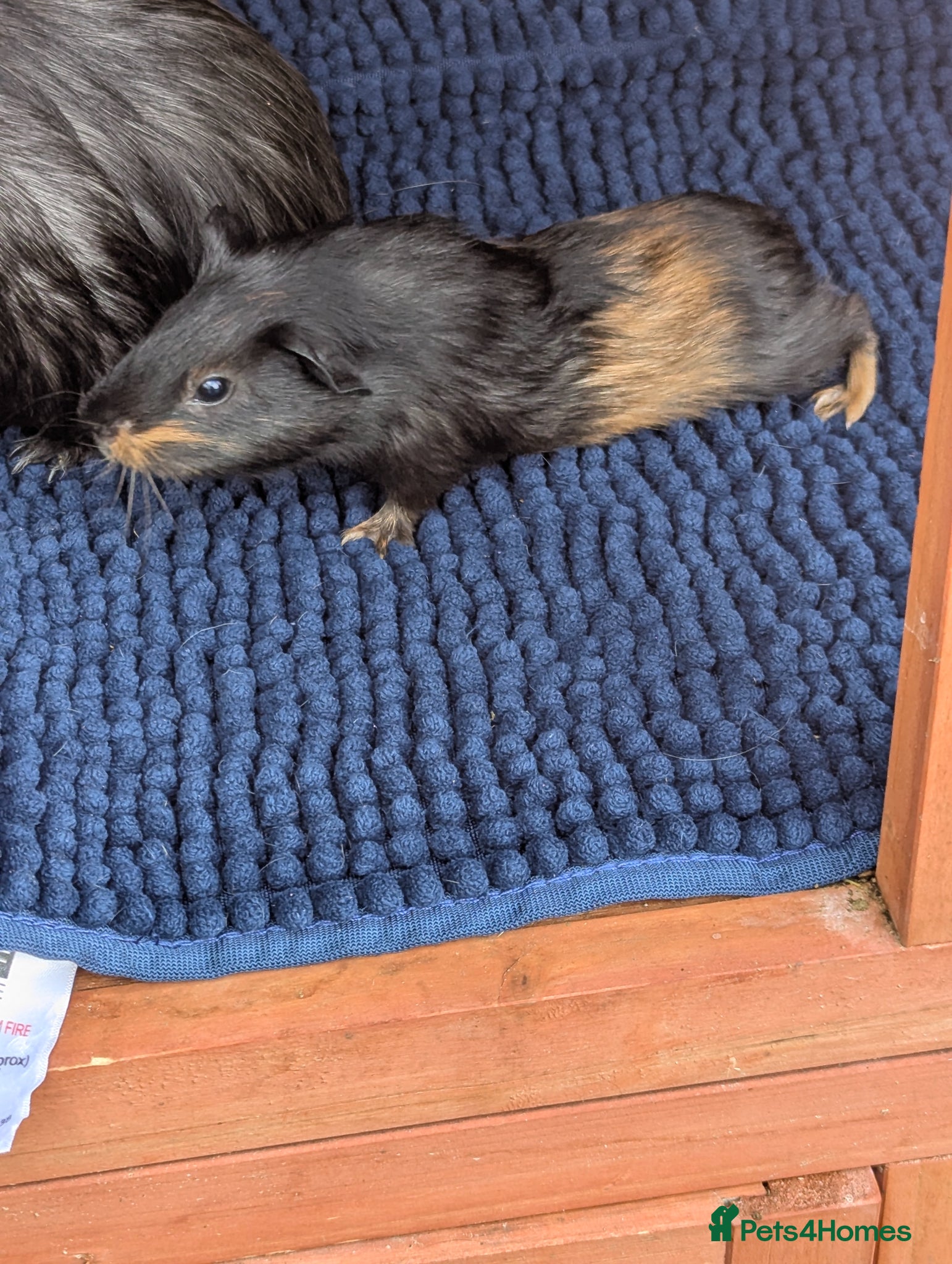 Guinea Pig rodents for sale: Beautiful mixed litter of baby guinea piggies. - Advert 10