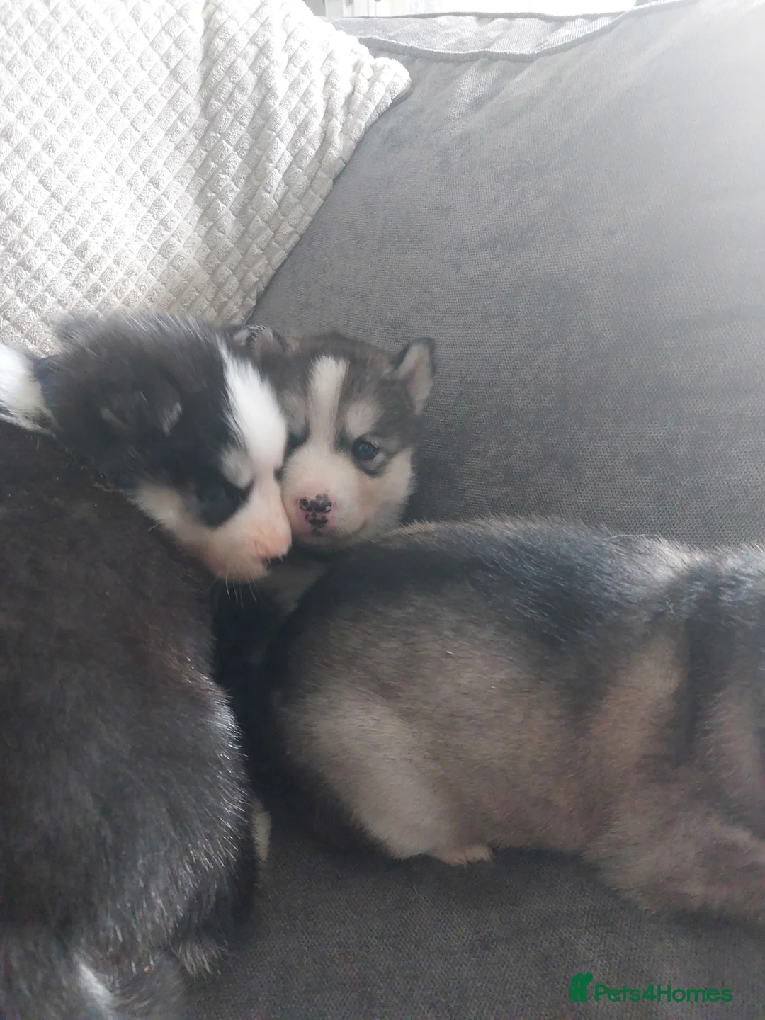 Siberian Husky dogs for stud: BLUE EYED HUSKY FOR STUD in Doncaster - Advert 28