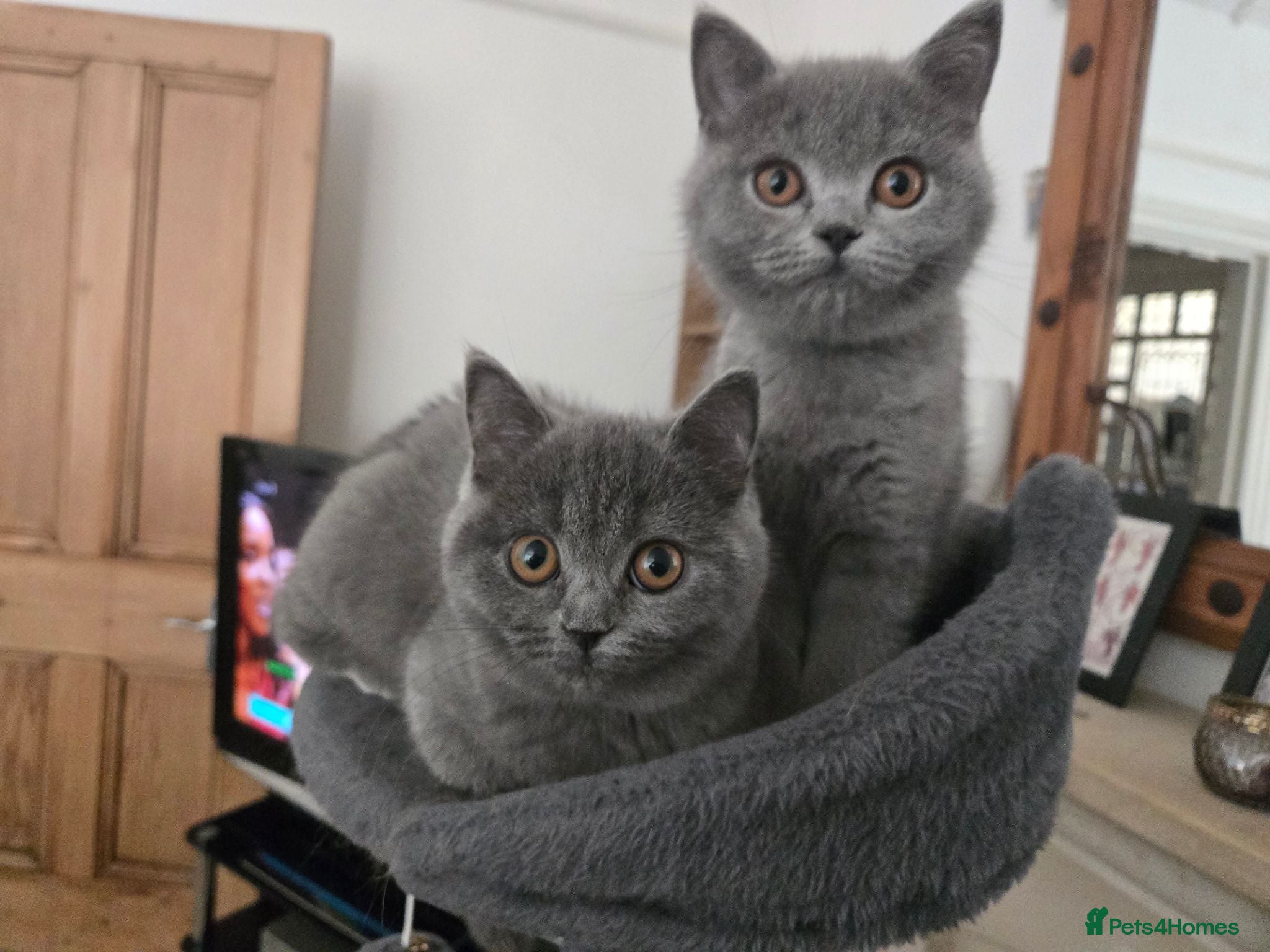 British Shorthair cats Purebred British Shorthair Kittens - 2 left! - Advert 12