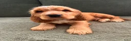 Cocker Spaniel dogs for stud: Gorgeous Orange Roan Show Cocker Spaniel for stud - Advert 4