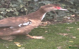 Ducks poultry for sale: 2 females and 2 male ducks for sale  - Advert 11