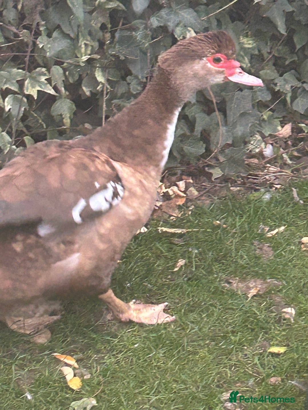 Ducks poultry for sale: 2 females and 2 male ducks for sale  - Advert 11