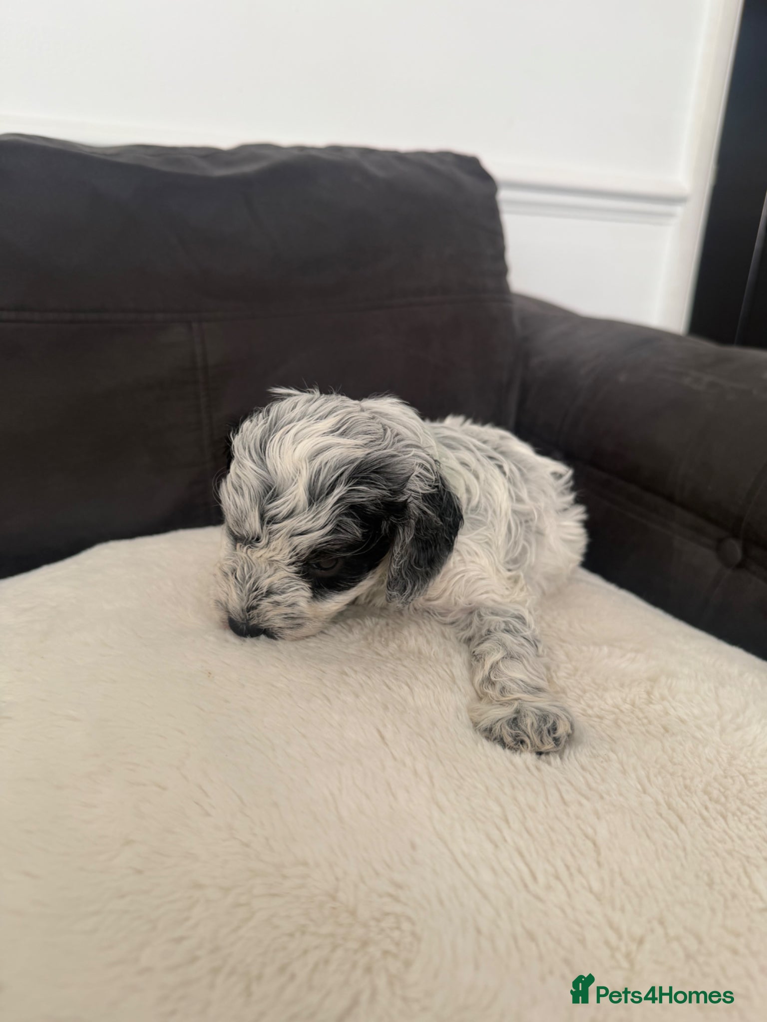 Mixed Breed dogs for sale: Jackapoo Puppies - Advert 20