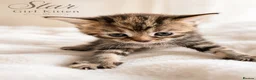 British Shorthair cats for sale: Beautiful Kittens 🐾Well Socialised, Loving  Pets - Advert 5