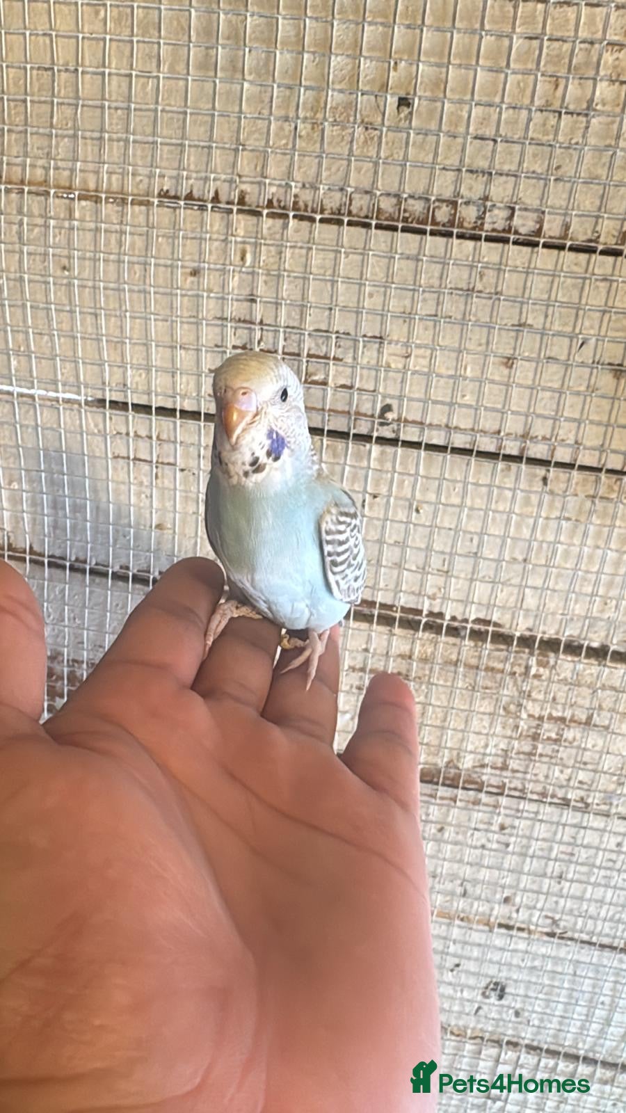 Budgerigars birds Budgies for sale £40 each collection mk404nn - Advert 17