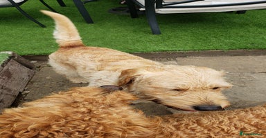 Labradoodle dogs - Advert 4