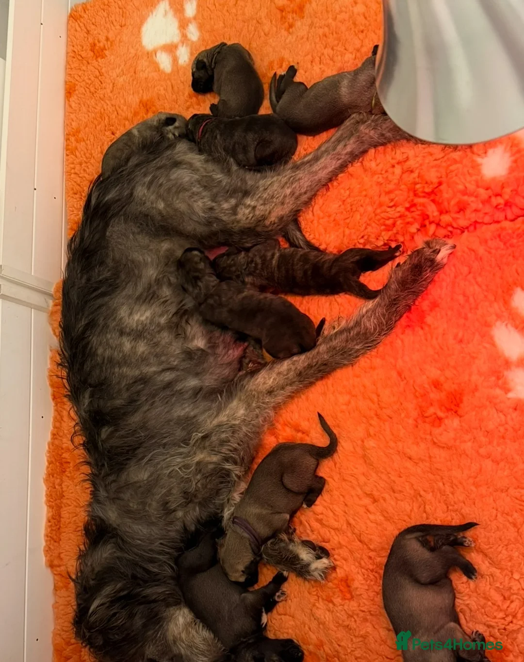 Irish Wolfhound dogs for sale: HEALTH TESTED KC Reg Irish Wolfhound Male - Advert 21