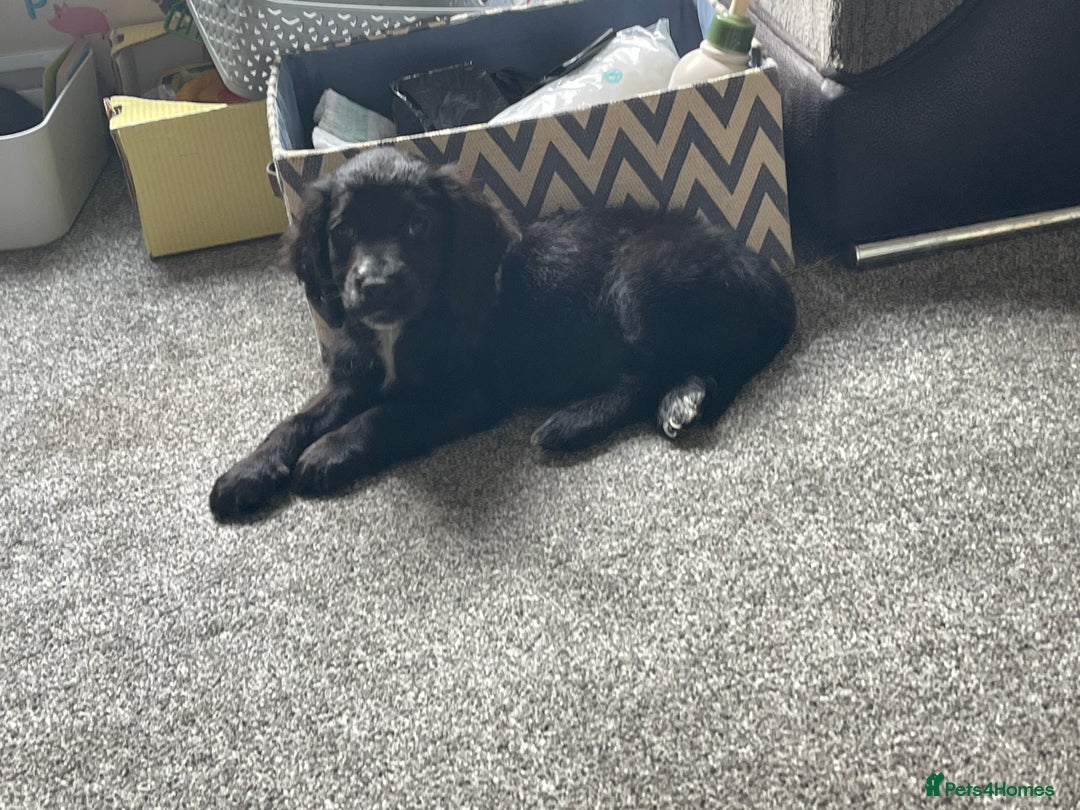 Sprocker dogs for sale: Sprocker cross cocker spaniel puppies  - Image 6