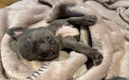French Bulldog dogs for sale: French Bulldog puppies ready to steal hearts - Image 4