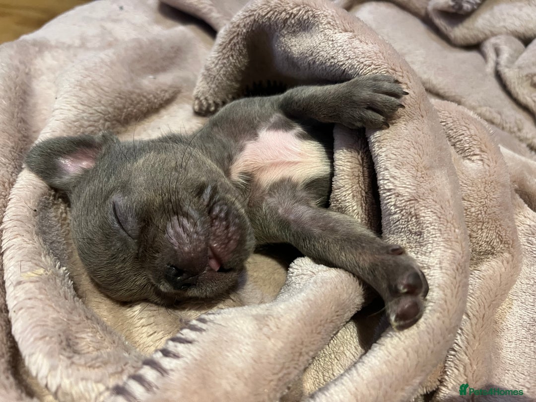 French Bulldog dogs for sale: French Bulldog puppies ready to steal hearts - Image 4