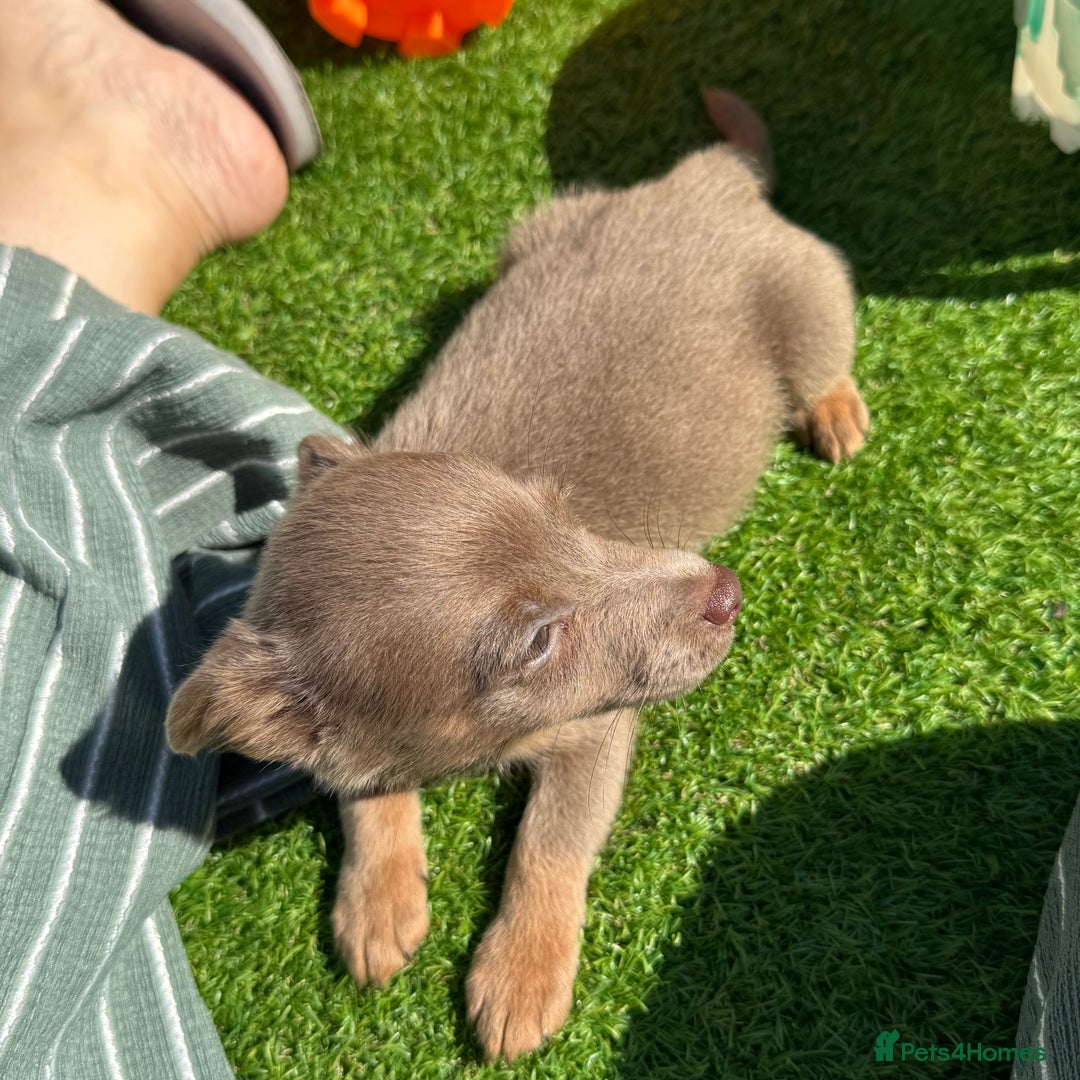 Jack Russell dogs for sale: Miniature Jack Russell puppies Ready to leave in Gillingham - Image 29