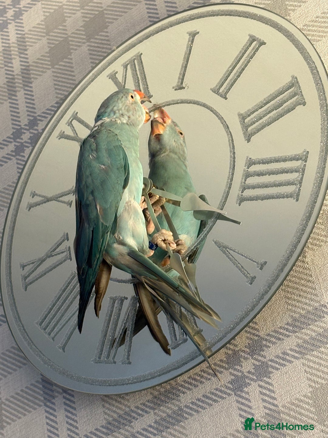 Parakeets birds for sale: Beautiful Blue Ring Neck Parakeet  - Advert 5