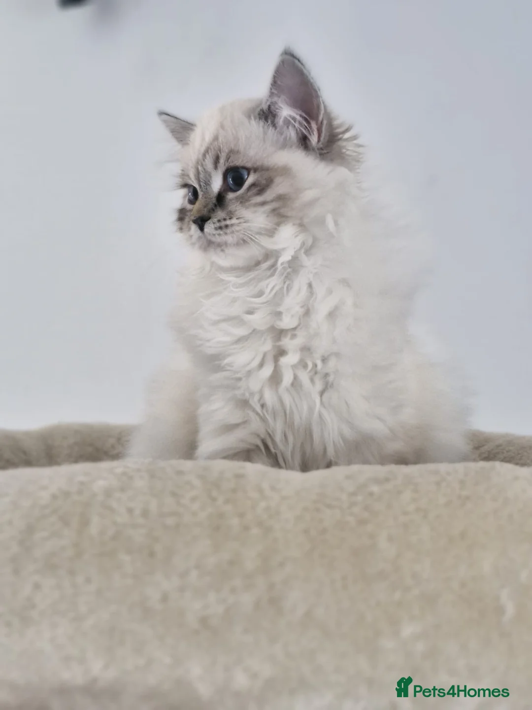 Siberian cats for sale: 💎Championship Line - Last Available Kitten💎 - Advert 2