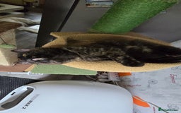 Maine Coon cats for sale: Amazing tortie Mainecoons - Image 16