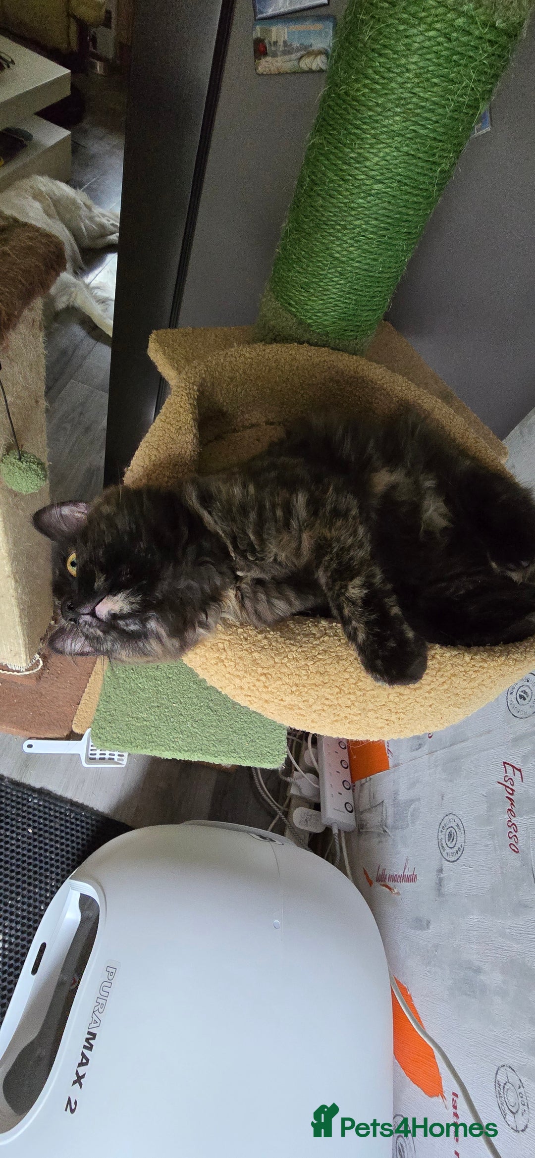 Maine Coon cats for sale: Amazing tortie Mainecoons - Image 16