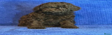 Cavapoo 4