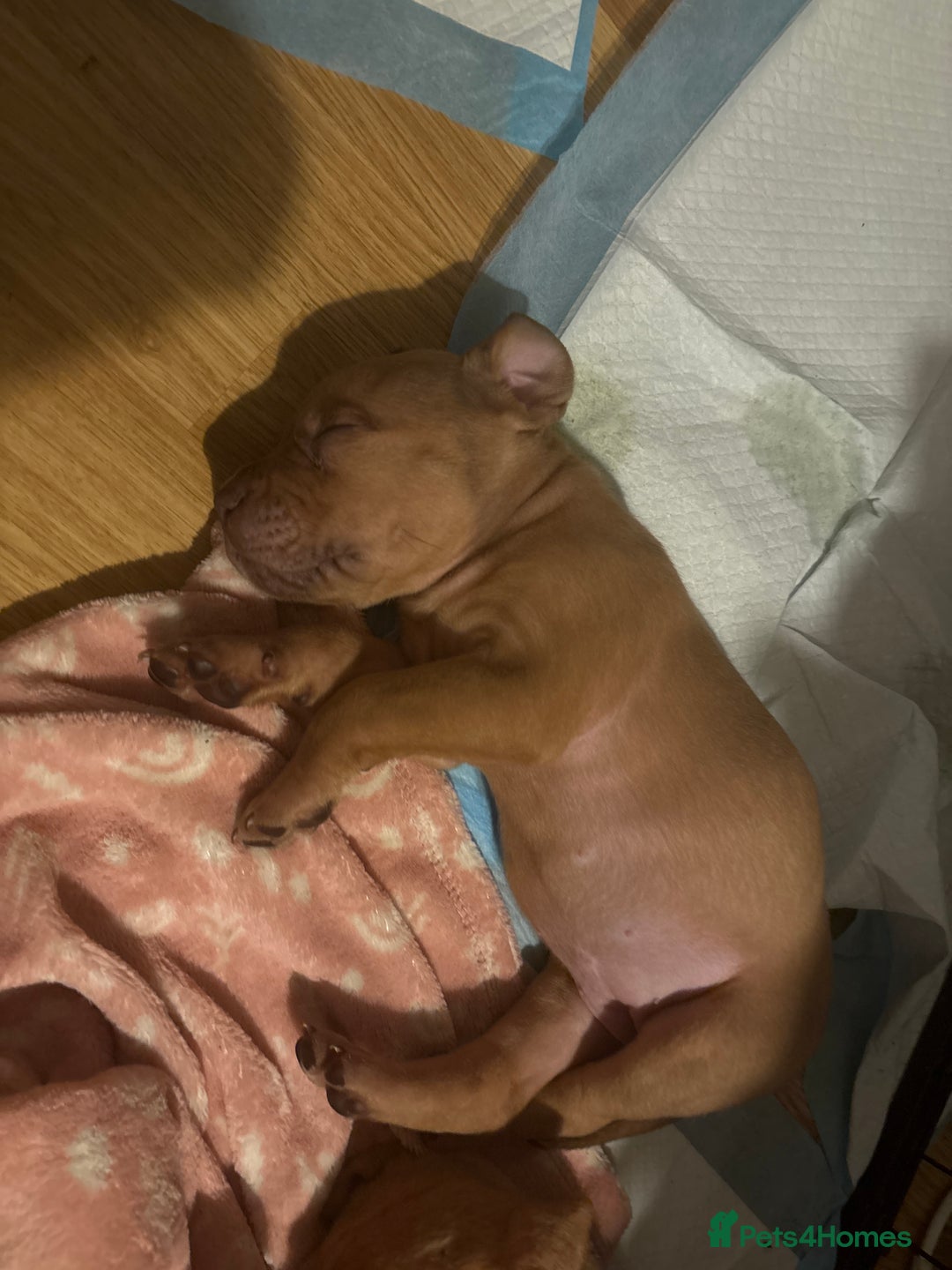 Mixed Breed dogs for sale: mastiffxrottweiler available now last 3 girls left - Advert 25